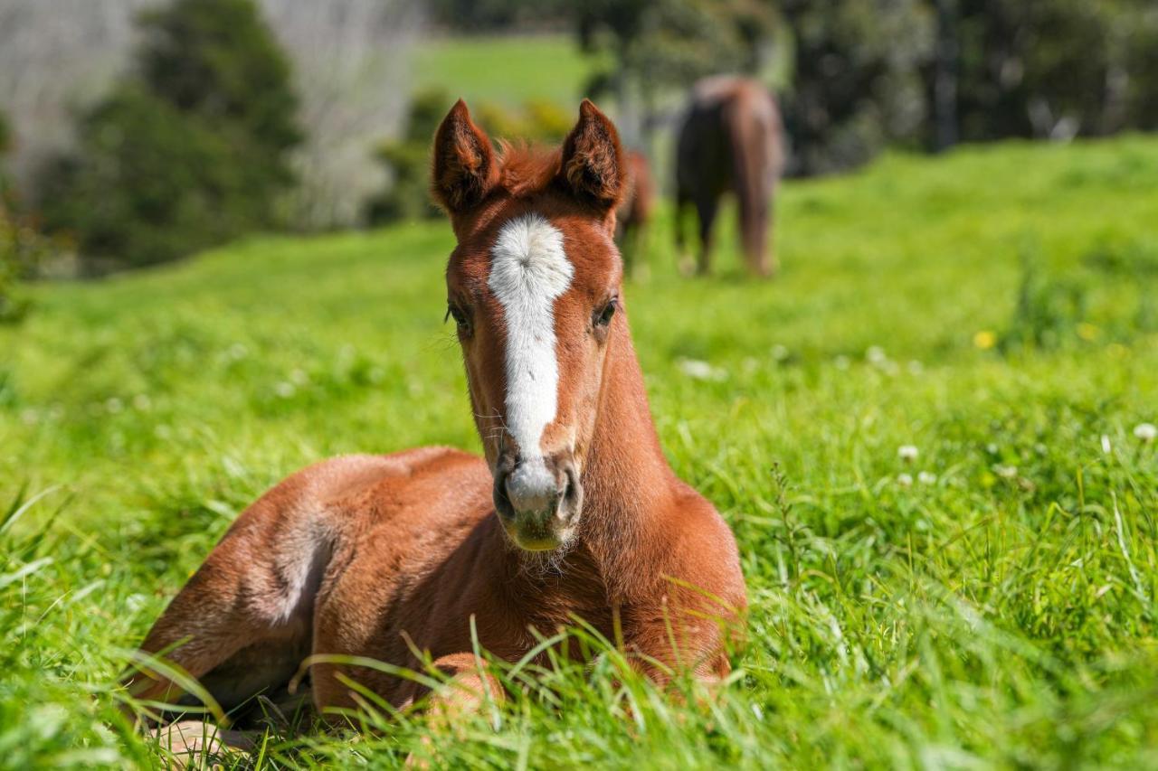 Hotel Hemel 'N Aarde Stud Hermanus Esterno foto